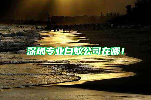 深圳專(zhuān)業(yè)白蟻公司在哪！