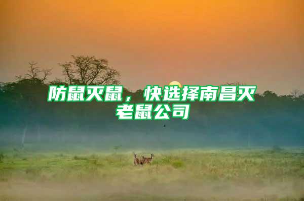 防鼠滅鼠，快選擇南昌滅老鼠公司