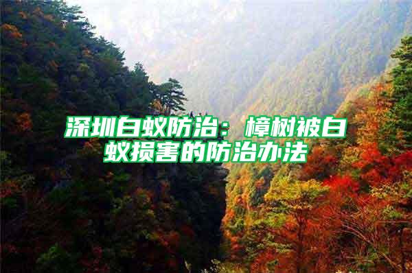 深圳白蟻防治：樟樹被白蟻損害的防治辦法