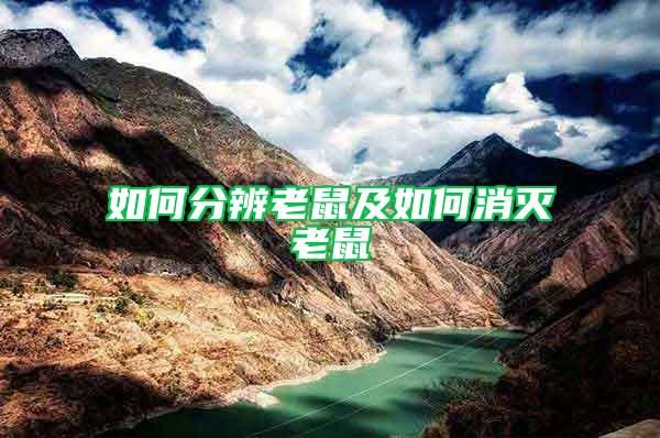 如何分辨老鼠及如何消滅老鼠