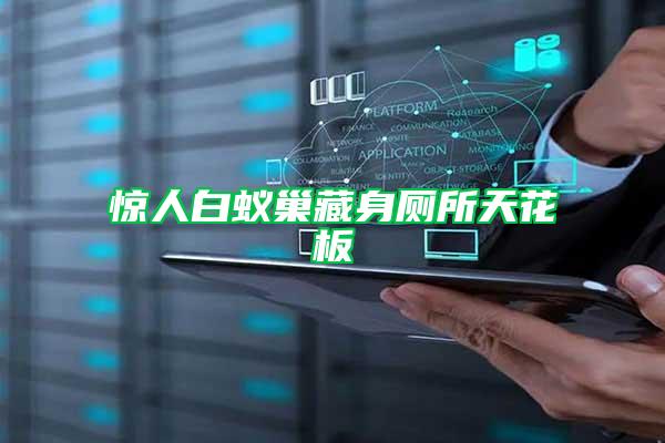 驚人白蟻巢藏身廁所天花板