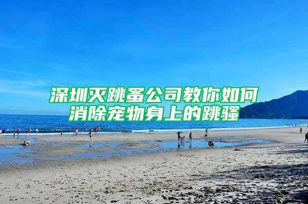 深圳滅跳蚤公司教你如何消除寵物身上的跳騷