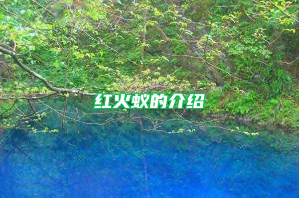 紅火蟻的介紹