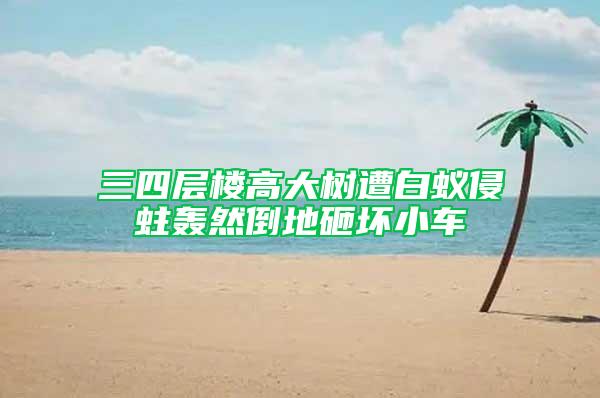三四層樓高大樹遭白蟻侵蛀轟然倒地砸壞小車