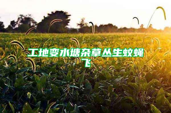 工地變水塘雜草叢生蚊蠅飛