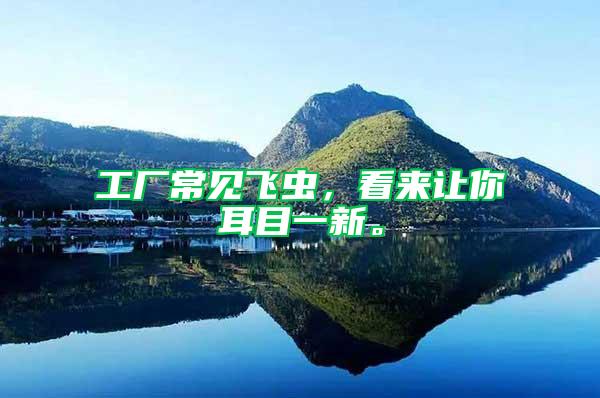 工廠常見飛蟲，看來讓你耳目一新。