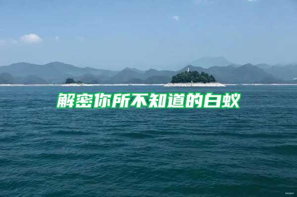 解密你所不知道的白蟻