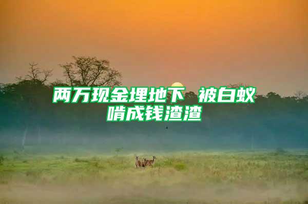 兩萬(wàn)現(xiàn)金埋地下 被白蟻啃成錢渣渣