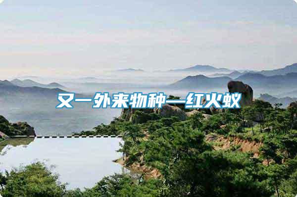 又一外來(lái)物種—紅火蟻