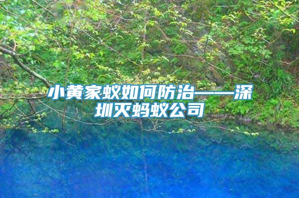小黃家蟻如何防治——深圳滅螞蟻公司