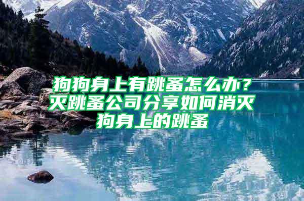 狗狗身上有跳蚤怎么辦？滅跳蚤公司分享如何消滅狗身上的跳蚤