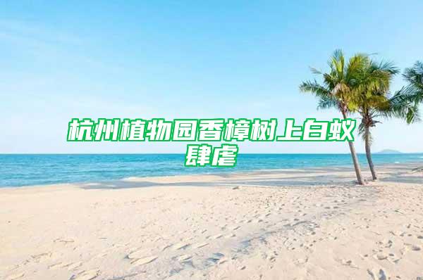 杭州植物園香樟樹上白蟻肆虐