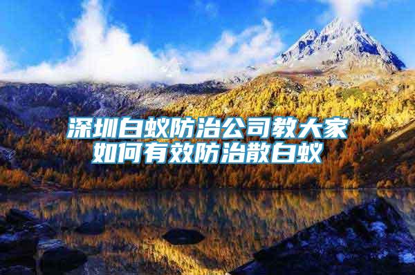 深圳白蟻防治公司教大家如何有效防治散白蟻