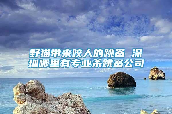 野貓帶來咬人的跳蚤 深圳哪里有專業(yè)殺跳蚤公司