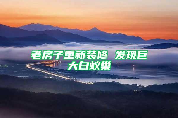 老房子重新裝修 發(fā)現(xiàn)巨大白蟻巢