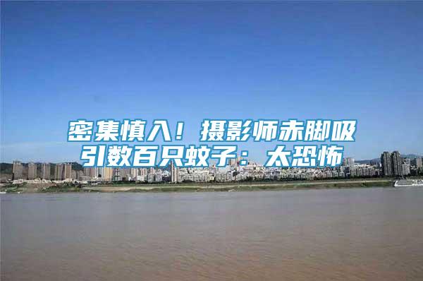 密集慎入！攝影師赤腳吸引數(shù)百只蚊子：太恐怖