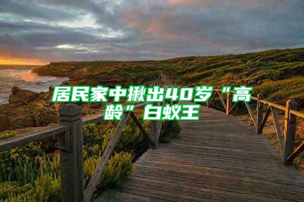 居民家中揪出40歲“高齡”白蟻王