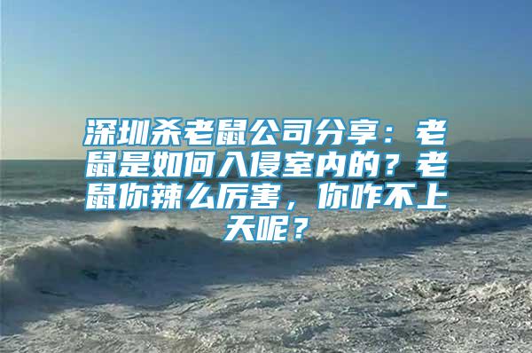 深圳殺老鼠公司分享：老鼠是如何入侵室內(nèi)的？老鼠你辣么厲害，你咋不上天呢？