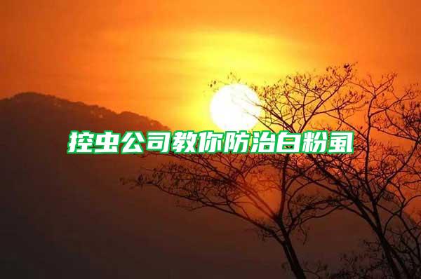 控蟲公司教你防治白粉虱