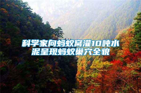 科學(xué)家向螞蟻窩灌10噸水泥呈現(xiàn)螞蟻巢穴全貌