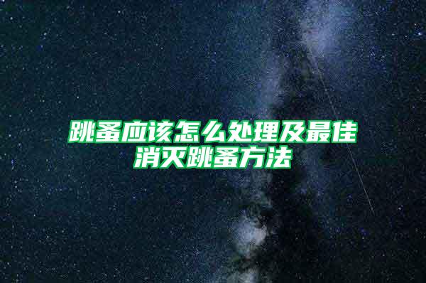 跳蚤應(yīng)該怎么處理及最佳消滅跳蚤方法