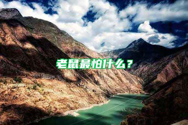 老鼠最怕什么？