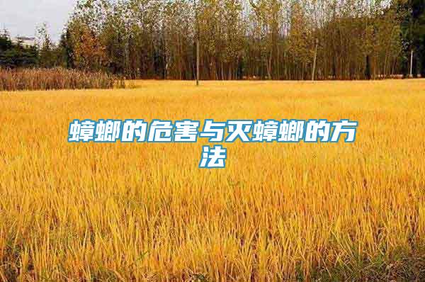 蟑螂的危害與滅蟑螂的方法