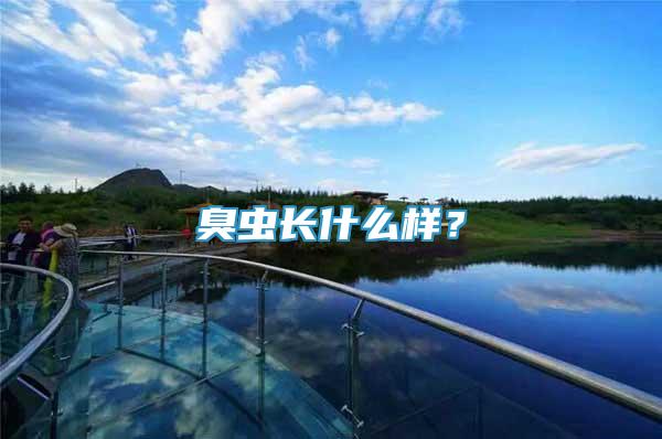 臭蟲長什么樣？