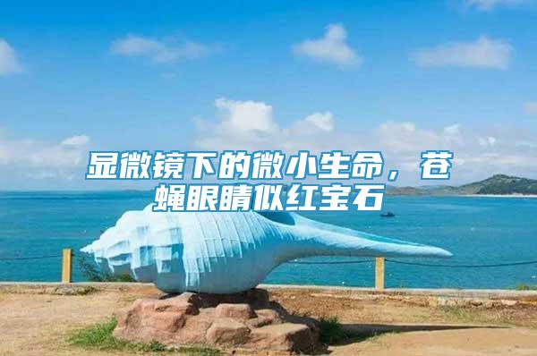顯微鏡下的微小生命，蒼蠅眼睛似紅寶石
