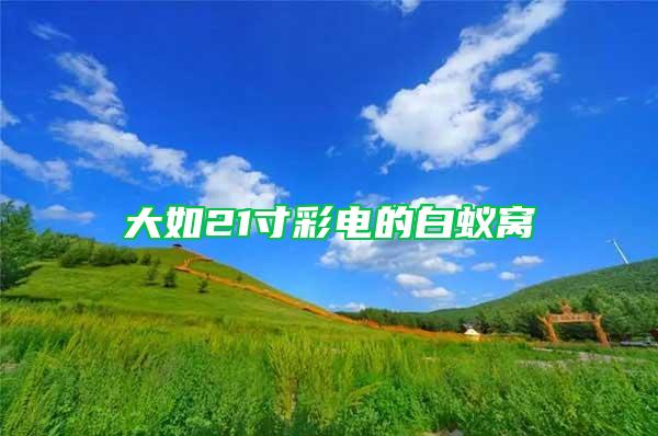 大如21寸彩電的白蟻窩