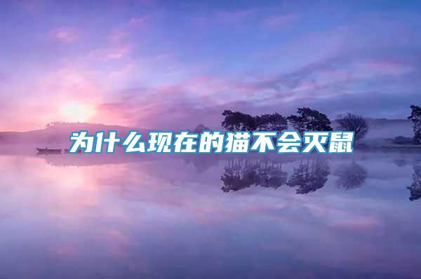 為什么現(xiàn)在的貓不會(huì)滅鼠