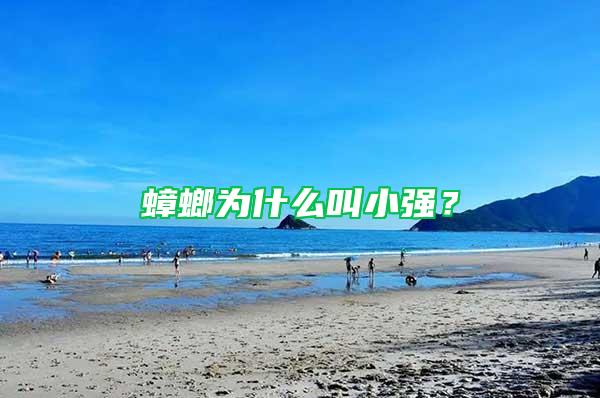 蟑螂為什么叫小強？