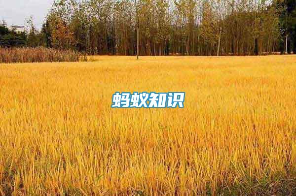 螞蟻知識(shí)