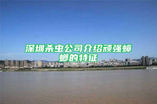 深圳殺蟲公司介紹頑強蟑螂的特征