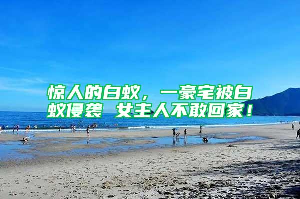 驚人的白蟻，一豪宅被白蟻侵襲 女主人不敢回家！