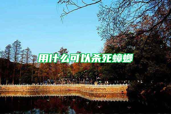 用什么可以殺死蟑螂