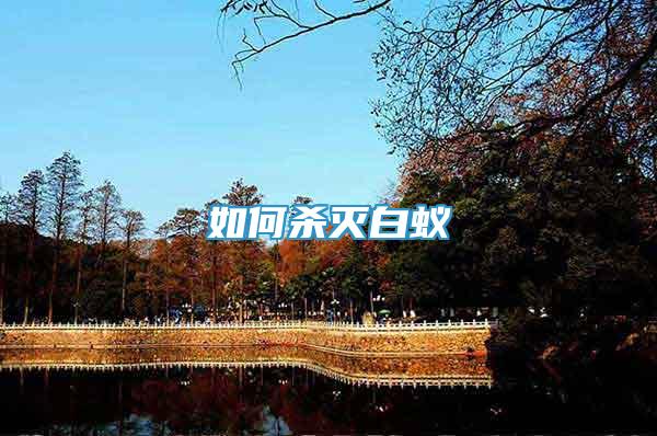 如何殺滅白蟻