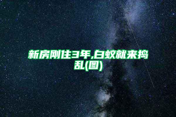 新房剛住3年,白蟻就來搗亂(圖)