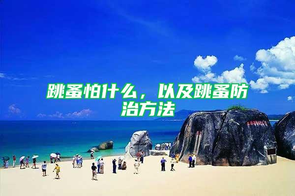 跳蚤怕什么，以及跳蚤防治方法