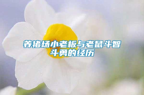 養(yǎng)豬場小老板與老鼠斗智斗勇的經(jīng)歷