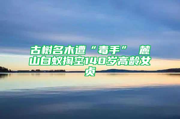 古樹名木遭“毒手” 麓山白蟻掏空140歲高齡女貞