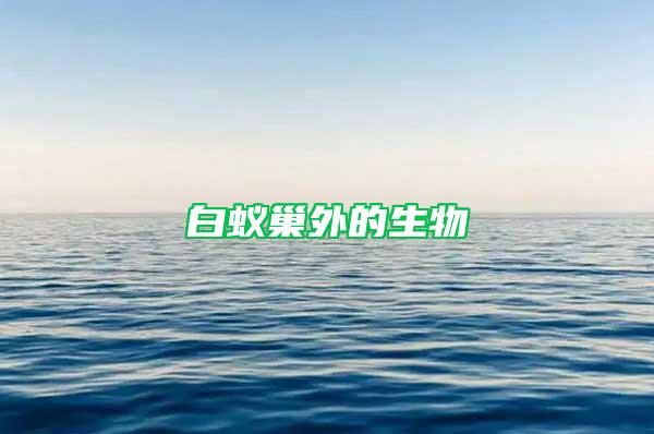 白蟻巢外的生物