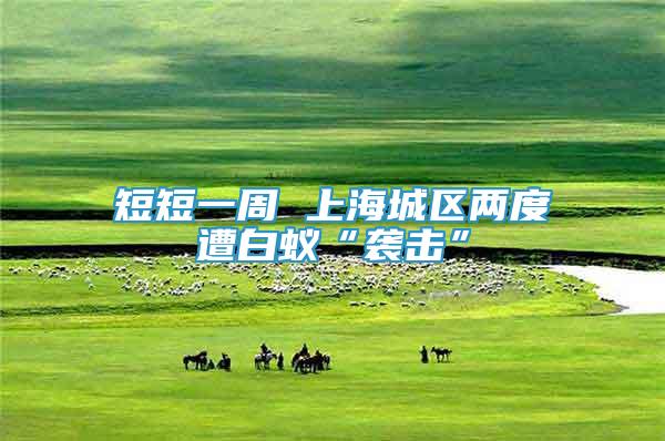 短短一周 上海城區(qū)兩度遭白蟻“襲擊”