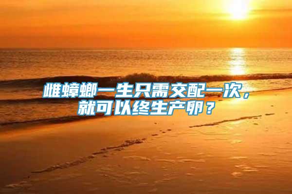 雌蟑螂一生只需交配一次，就可以終生產(chǎn)卵？