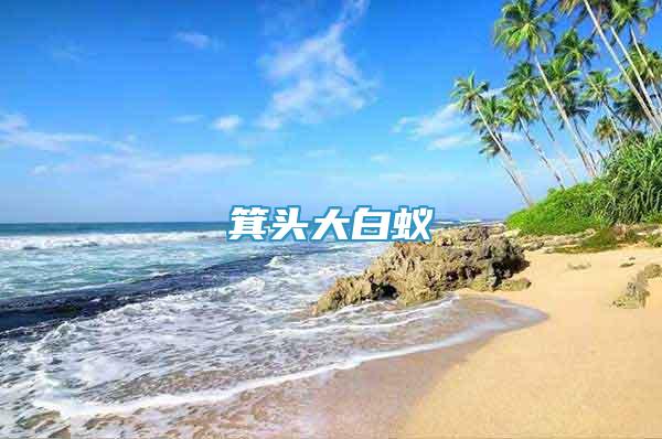 箕頭大白蟻
