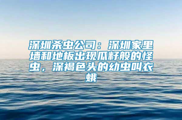 深圳殺蟲公司：深圳家里墻和地板出現瓜籽般的怪蟲，深褐色頭的幼蟲叫衣蛾