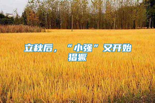 立秋后，“小強(qiáng)”又開(kāi)始猖獗