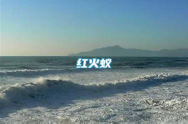 紅火蟻