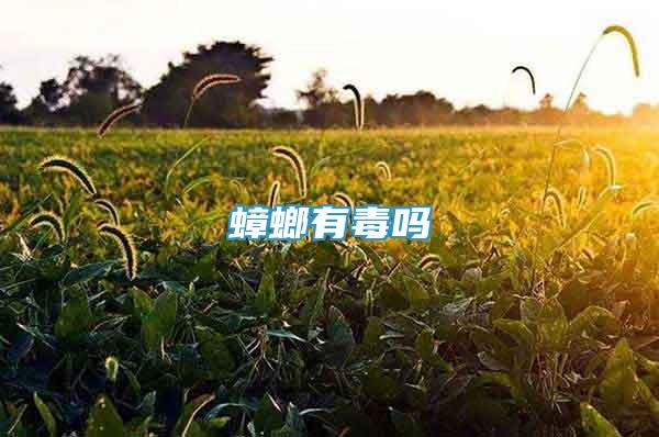 蟑螂有毒嗎