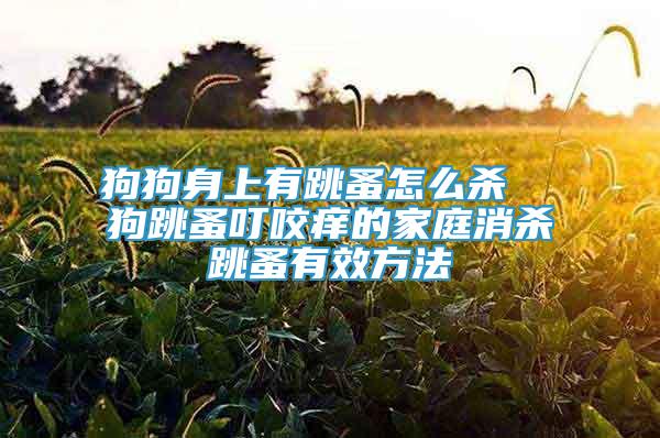 狗狗身上有跳蚤怎么殺  狗跳蚤叮咬癢的家庭消殺跳蚤有效方法
